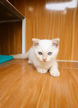 Sepasang Kucing Munchkin Gaelic Fold Betina Putih & Jantan Hitam
