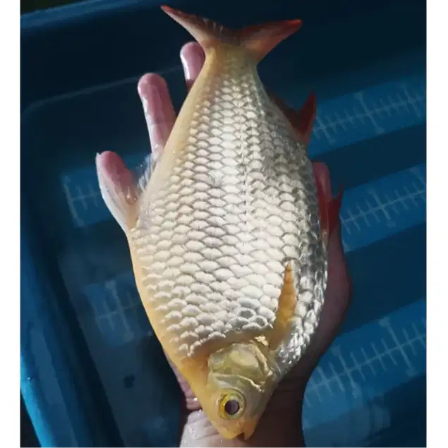 ikan kaviat albino jumbo 4-5 jari ukuran jumbo 20cm UP