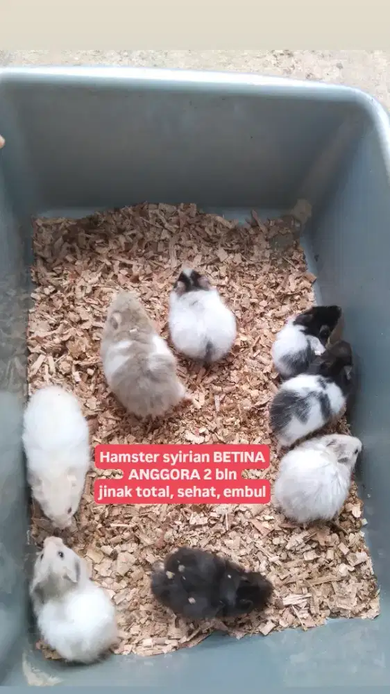 Hamster syirian anggora bulu pendek kandang ayam sg landak