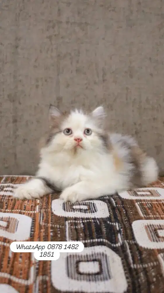 Adopsi berbagai jenis kucing