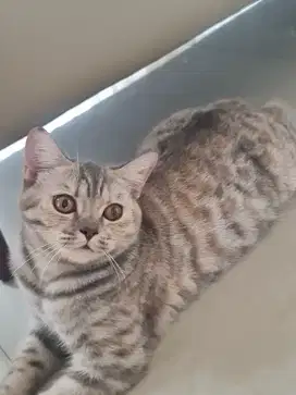 BSH / British Shorthair x Scottish Straight
line ped