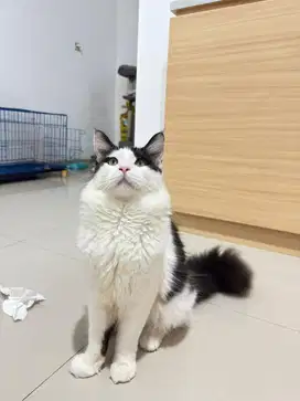 Mainecoon Ped CFA