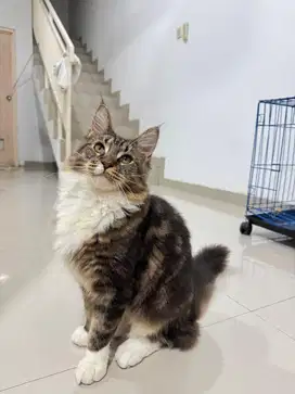 Mainecoon kitten ped CFA