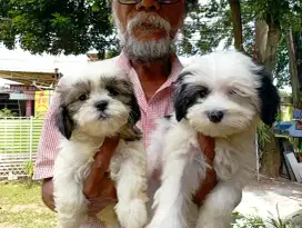 Jual shitzu mix maltese