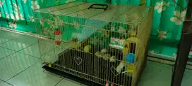 Hamster plus kandang