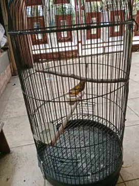 Jual burung kenari