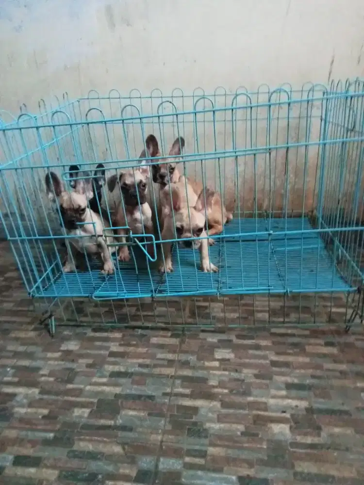 Dijual puppy French bulldog Carrier merley tan
