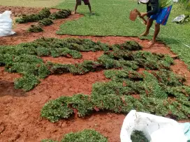 Rumput gajah mini - Decorasi taman - Pemasangam rumput gajah mini