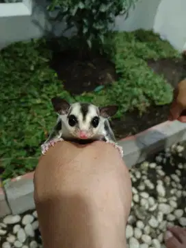 Sugar Glider Warna Grey White Face