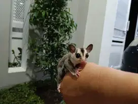 Sugar Glider Warna Grey White Face
