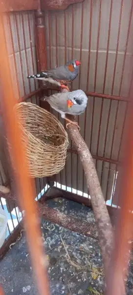 Burung mprit jepang jodoh gacor