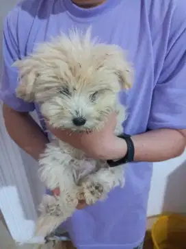 Jual puppies lucu mix malthesse