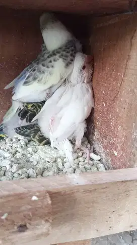 Anak Parkit mata merah lolohan bahan FF belum respon spet