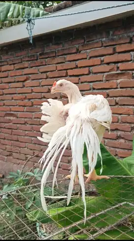 Ayam hias ekor lidi