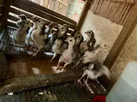 Anak ayam bangkok