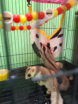 Open Adopt Sugar Glider Sepasang Usia 4 bulan