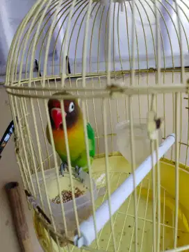 Lovebird jantan dua duanya Depok