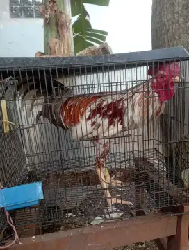 Ayam jago Kampung buat pacekan