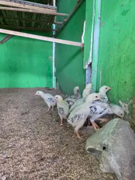 Anakan Ayam Indio Gigante 3-4 Minggu