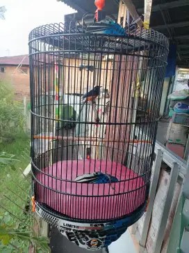 Di jual burung murai siap gantang