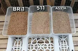 Pakan ayam pedaging 511