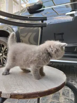 KUCING BSH USIA 1.5 BULAN