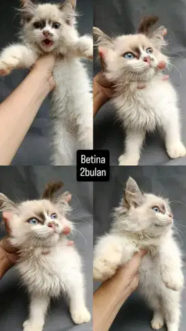 Kitten Himalaya x Ragdoll