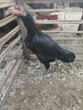 ayam betina Bangkok pamangon
