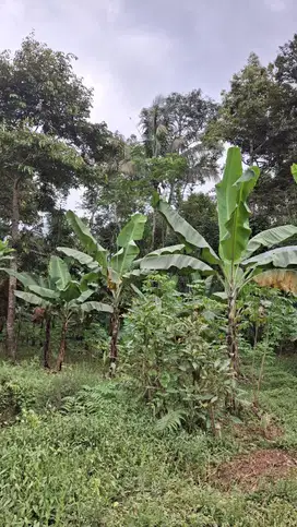 Tanah Kebun Durian Murah Dekat Kota Malang Bismillah   Dijual Tanah Ke
