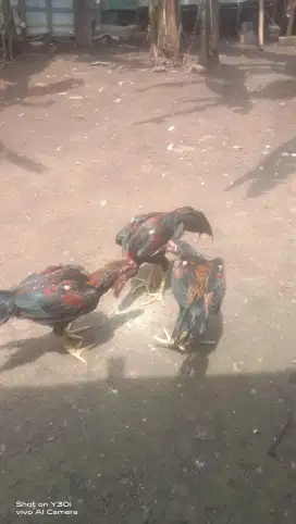 Jenis ayam BK mangon