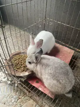 Dijual Kelinci Netherland Dwarf