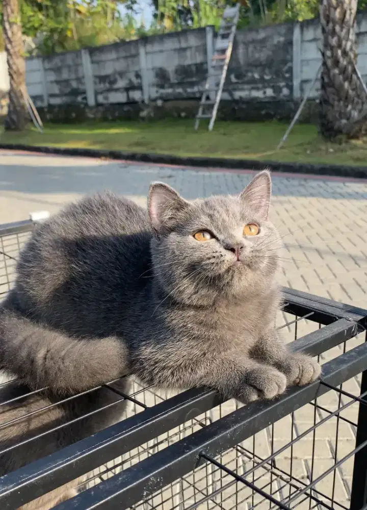 British Shorthair Blue / BSH blue Line PED / BSH abu