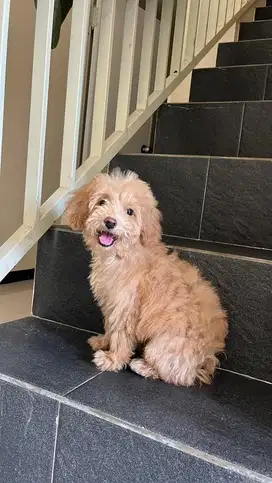 poodle 3 bulan puppy