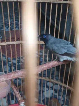 Burung kutilang abu2 langka