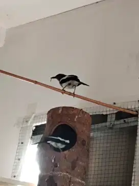 Burung sepasang lg nelor 3 yg mau tuker tambah silahkan gacor mulus