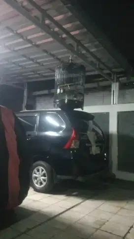 murai hutan prestasi