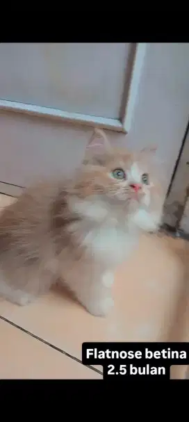 Kucing flatnose kitten