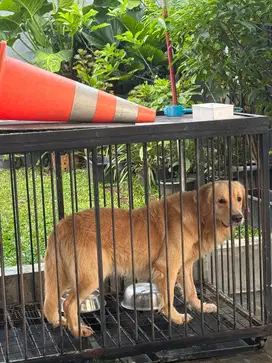 Golden retriver. Umur setahun lebih. Jantan