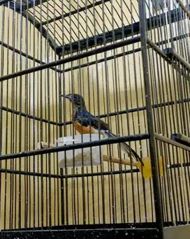 murai trotol jantan trah 25cm BAHOROK LAWAS