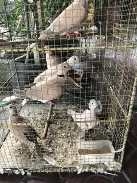 Puter pelung borong 6 ekor
