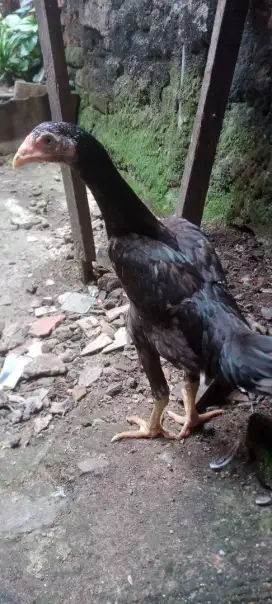 Jual cepat ayam bangkok trah imfort f1