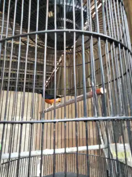 Murai batu medan