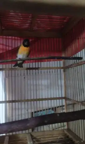 Burung redsiskin gacor