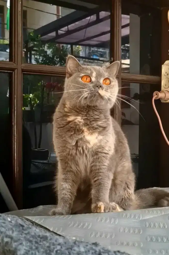 Indukan British Shorthair (BSH)