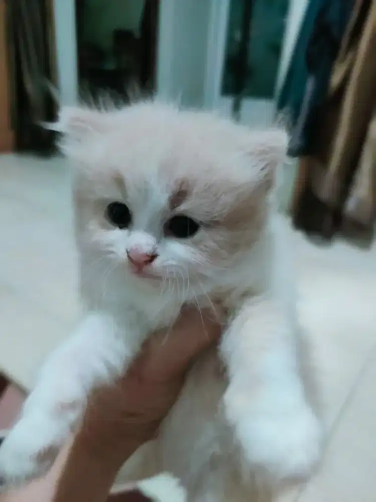 kitten kucing anggora