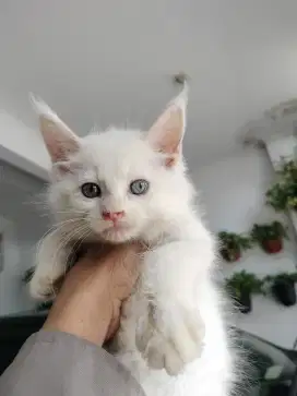 Pure Mainecoon ws Betina cantik