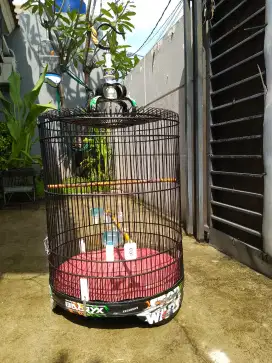 Dijual sangkar murai Raffi jaya murmer