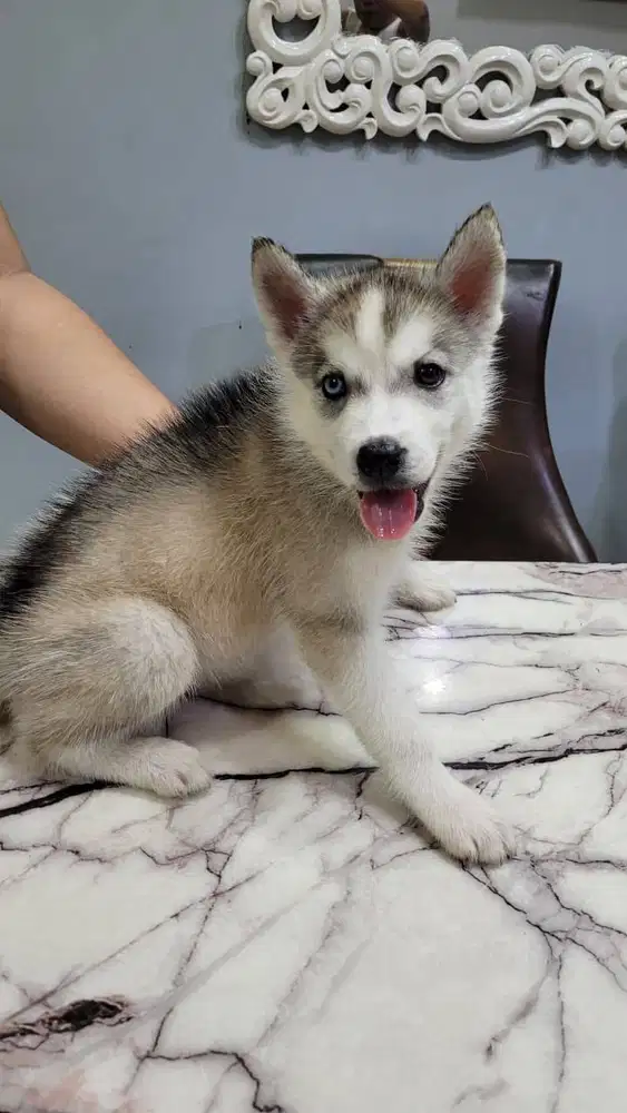Anakan Husky Betina warna Mata Beda Sebelah