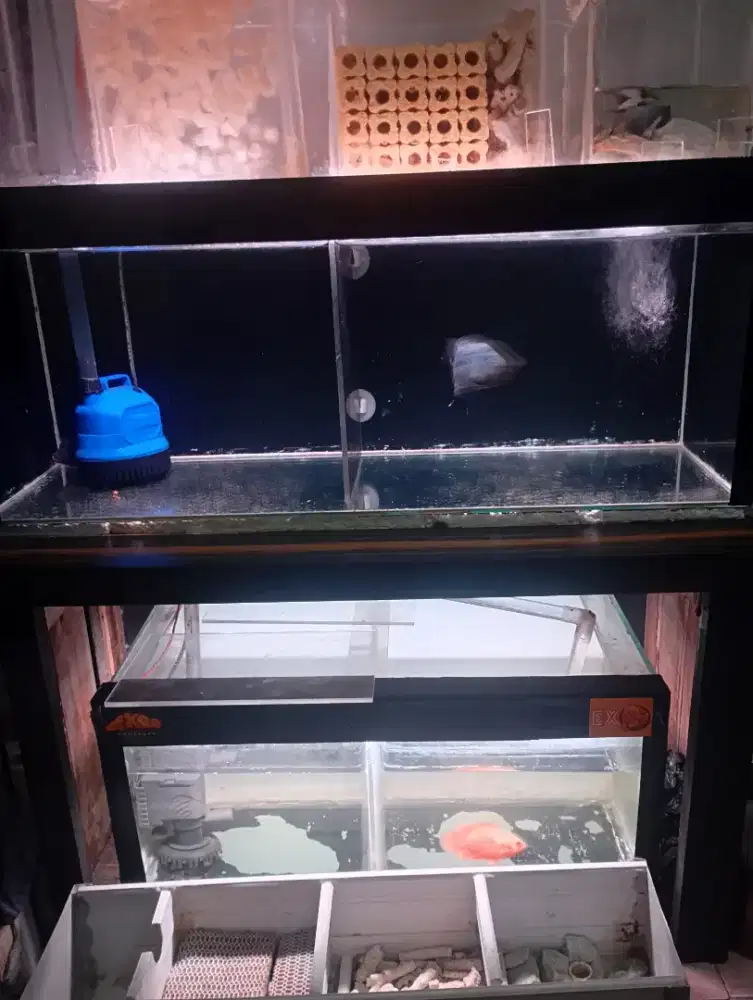 Aquarium atas bawah
