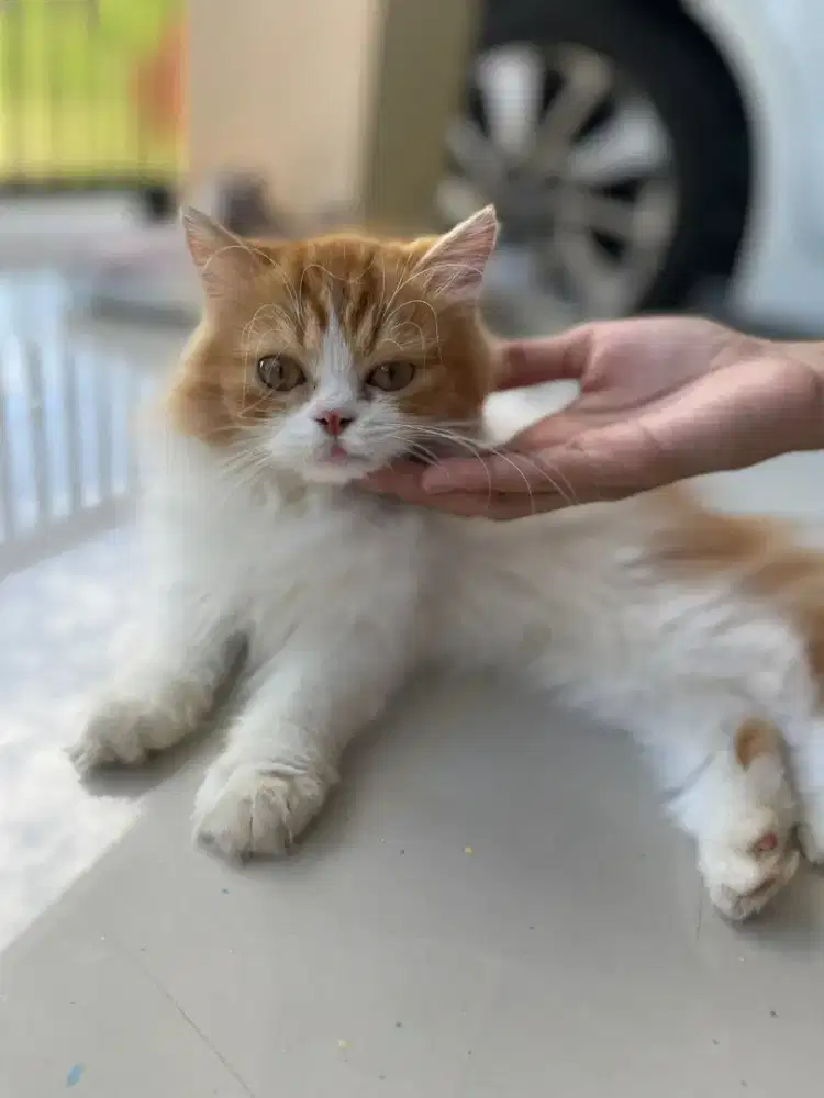Adop Kucing jantan